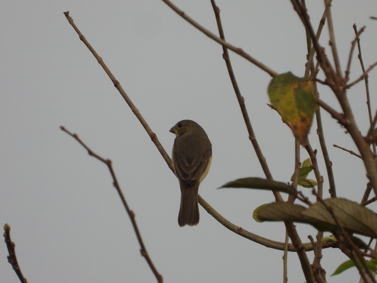 Double-collared Seedeater - ML610147340