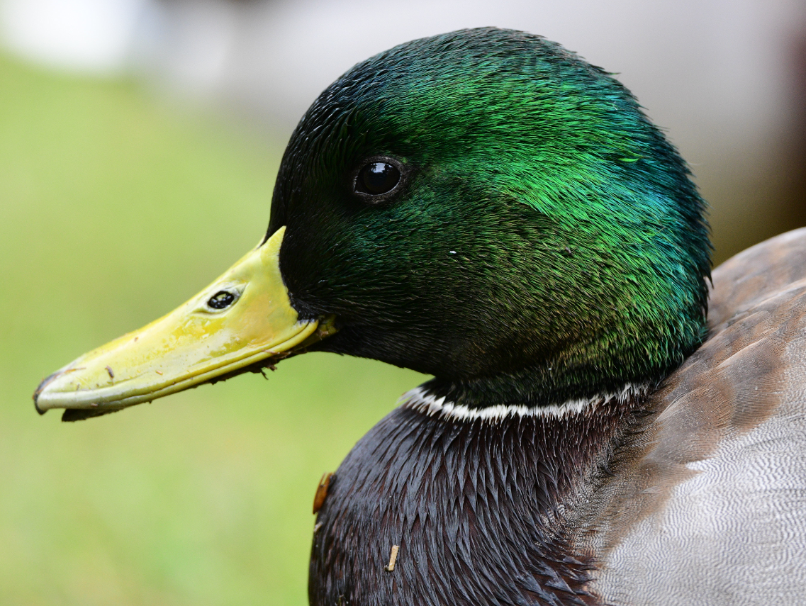 Mallard - ML610147377