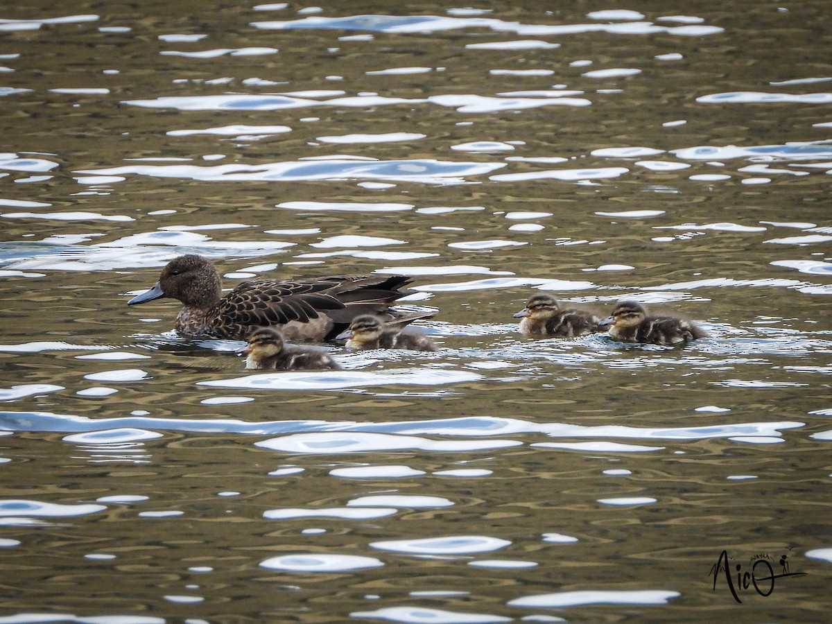 Sarcelle des Andes - ML610147391