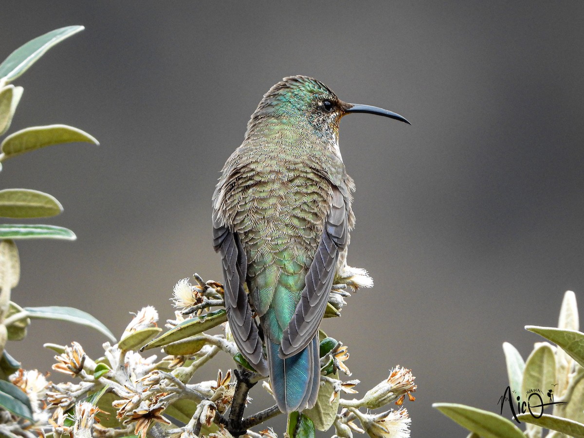 Ecuadorian Hillstar - ML610147411