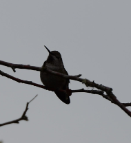 Anna's Hummingbird - ML610147414