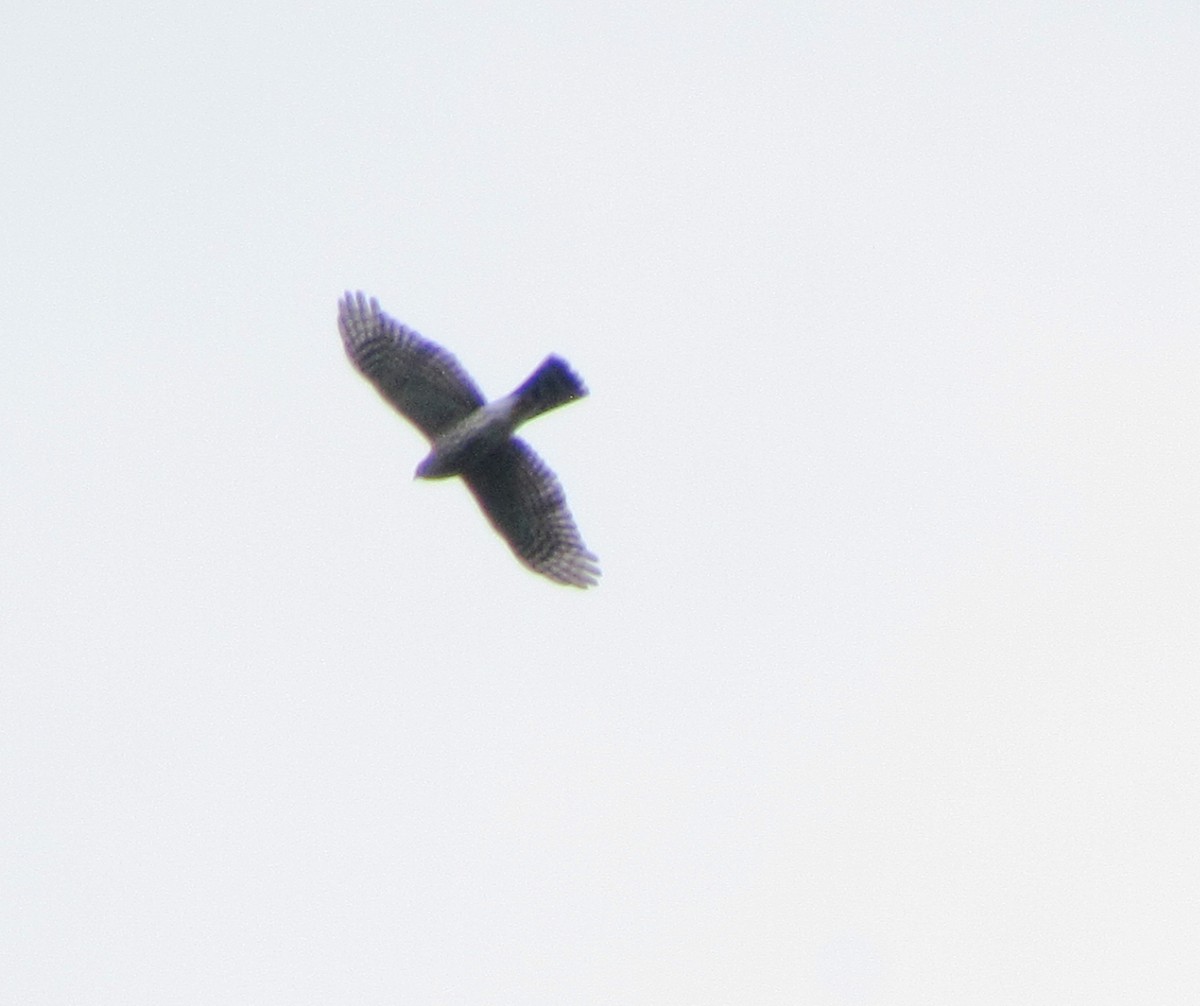 Sharp-shinned Hawk - ML610147429