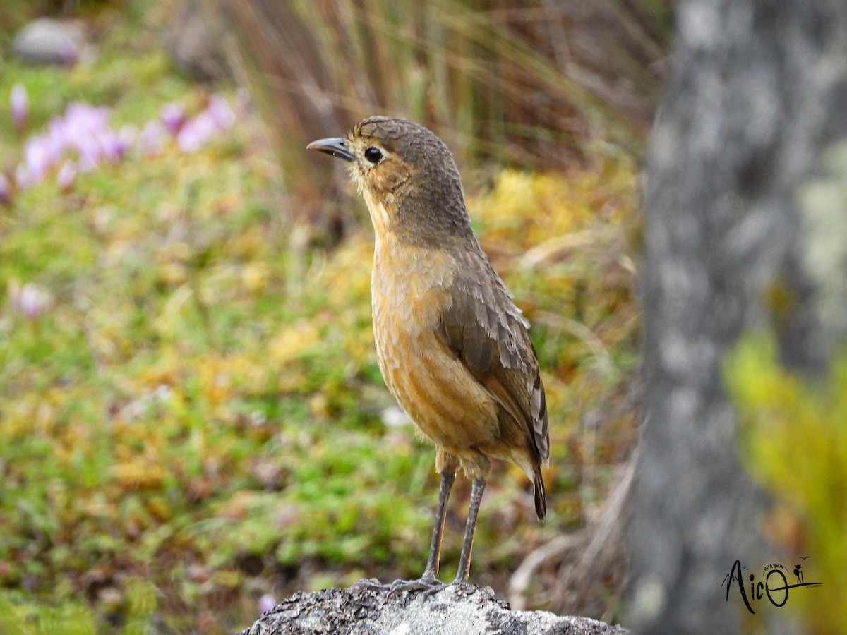 Tawny Antpitta - ML610147448