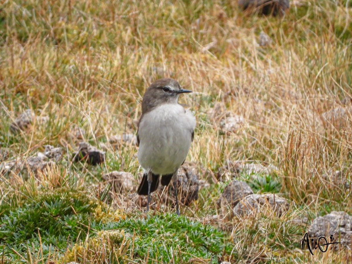 Plain-capped Ground-Tyrant - ML610147475