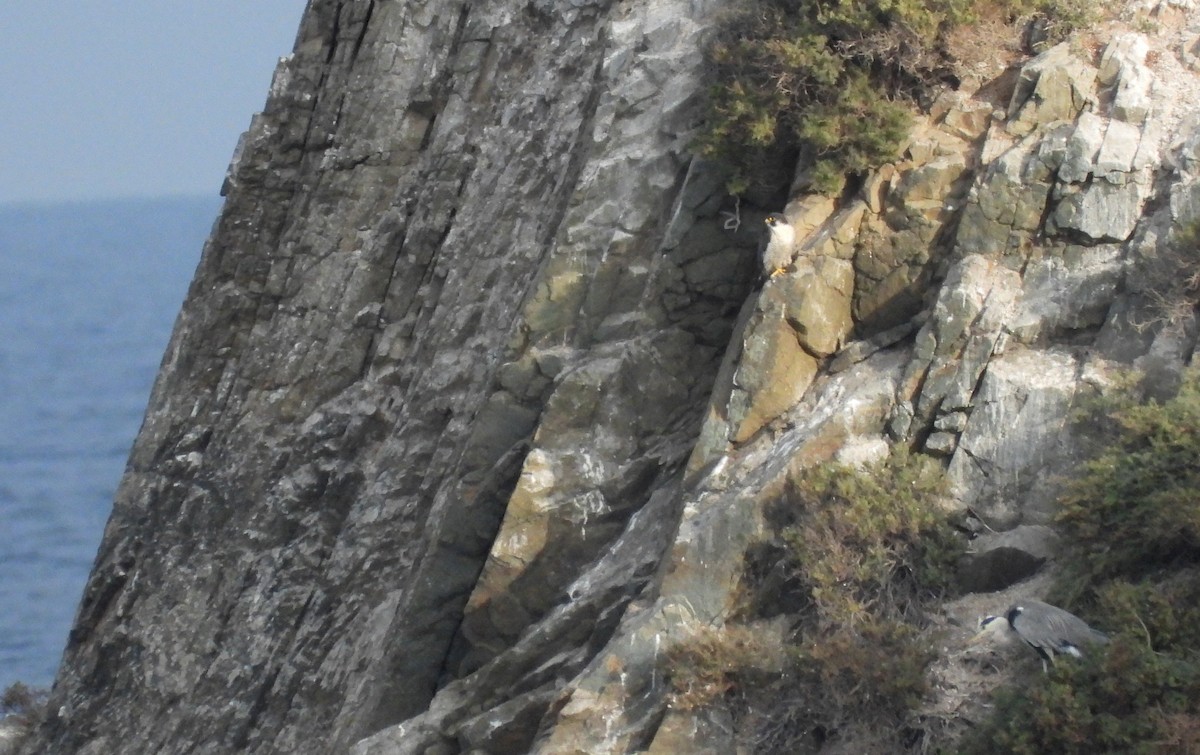 Peregrine Falcon - Martín  Rey Pellitero