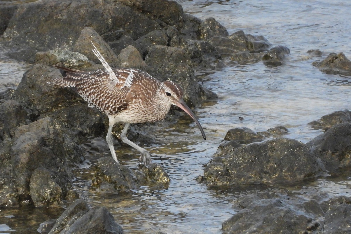 Whimbrel - ML610147512