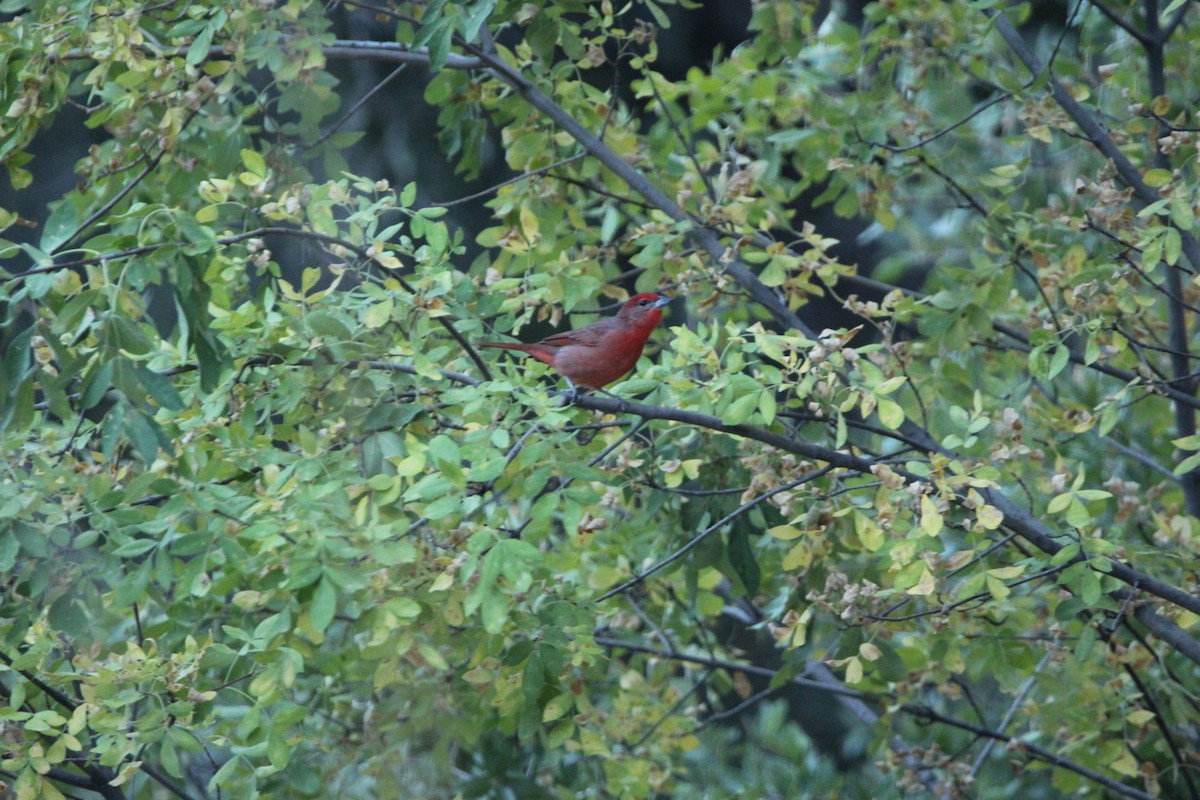 Hepatic Tanager - ML610147529