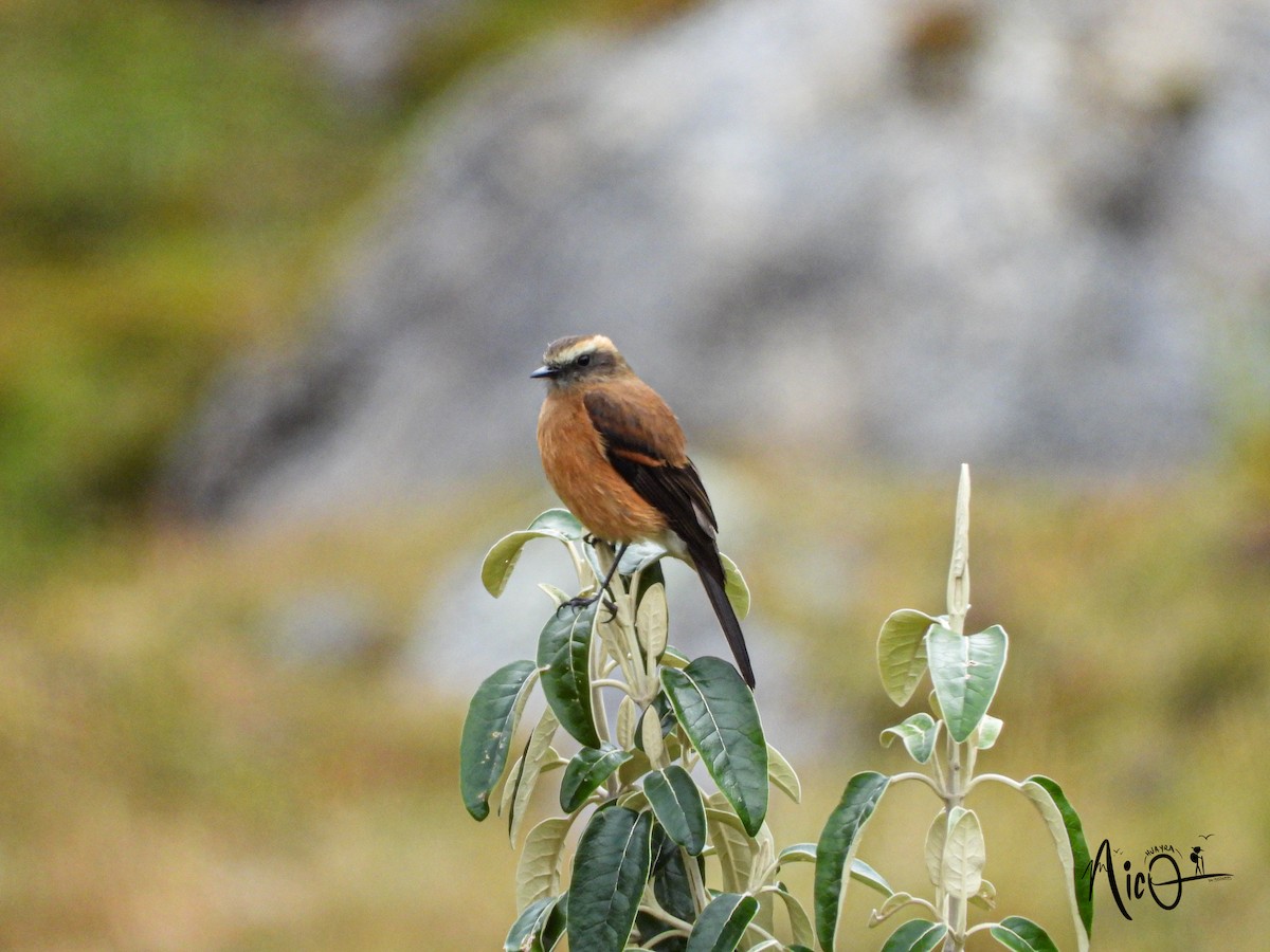 Brown-backed Chat-Tyrant - ML610147569