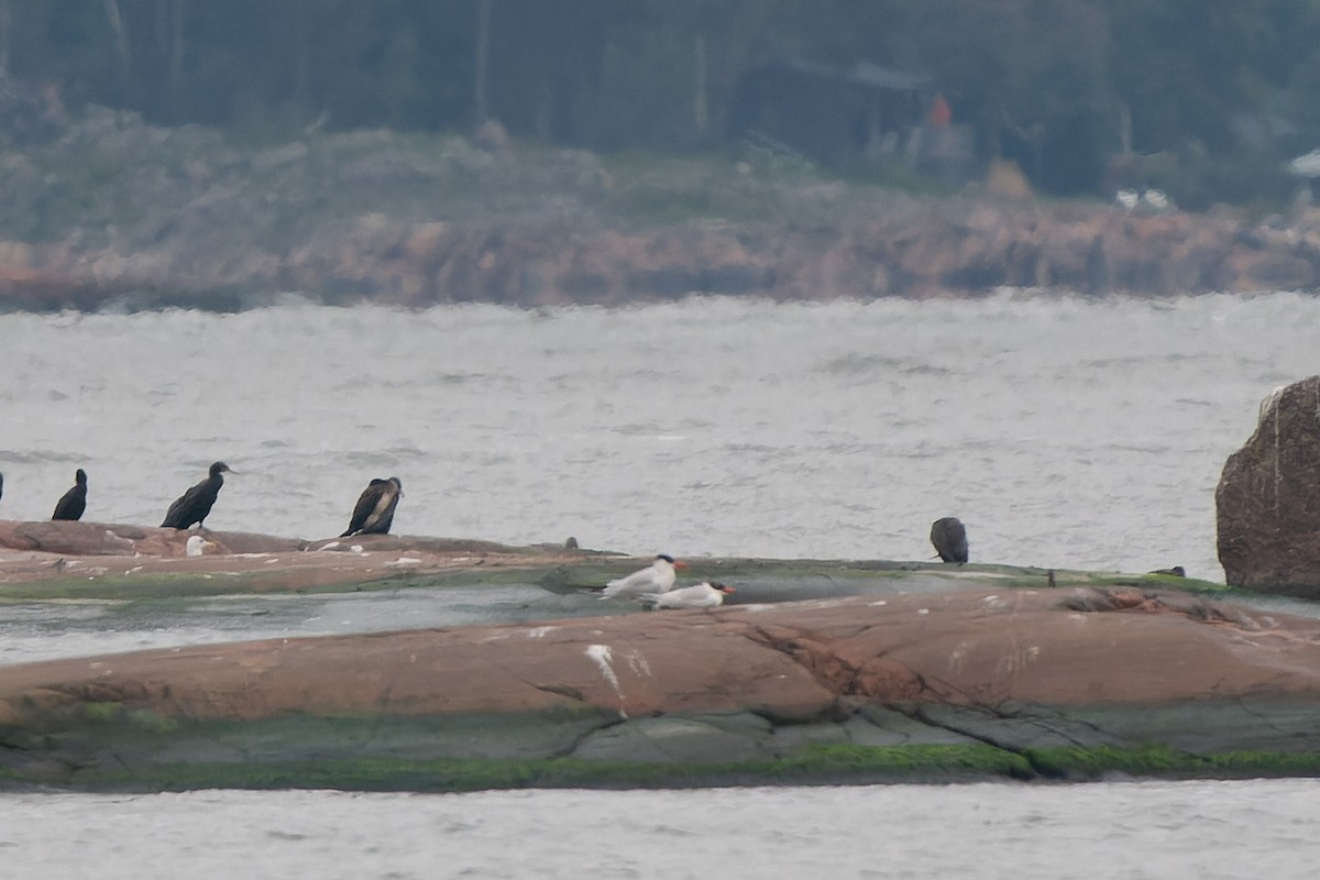 Caspian Tern - ML610147604