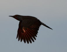 Northern Flicker - ML610147664