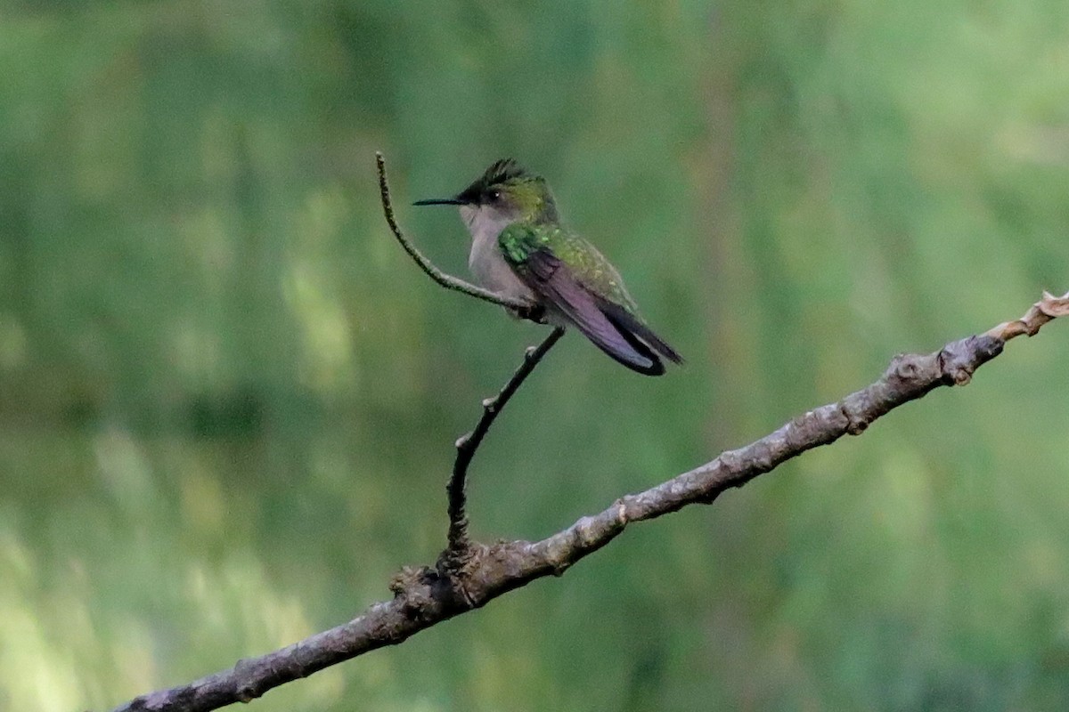 Antillean Crested Hummingbird - ML610147674