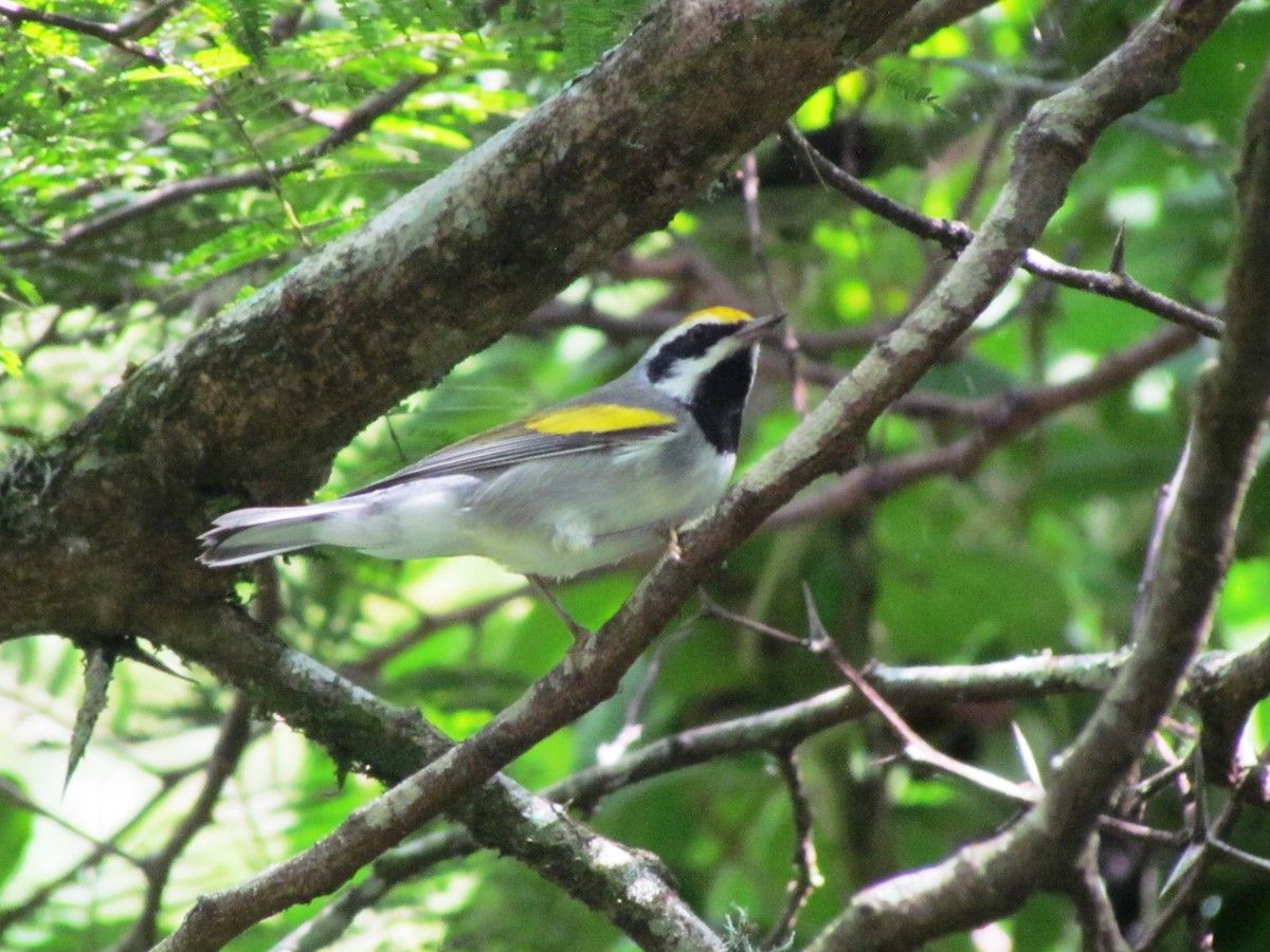 Golden-winged Warbler - ML610147707