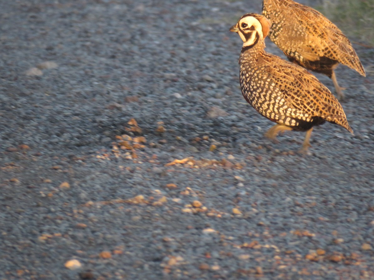 Montezuma Quail - ML610147729