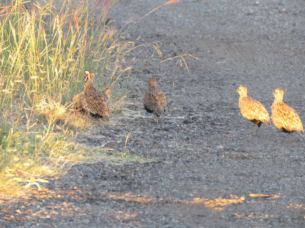 Montezuma Quail - Mara Factor