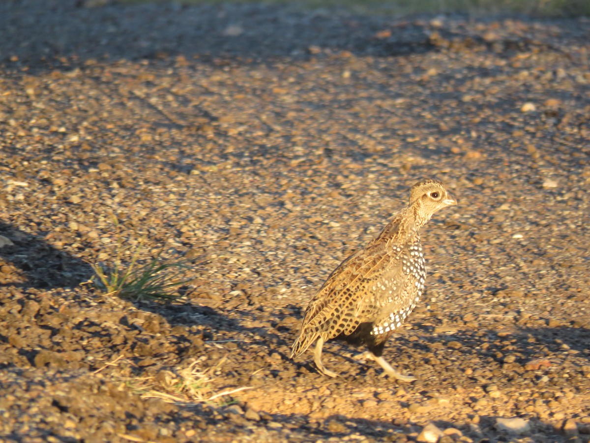 Montezuma Quail - Mara Factor