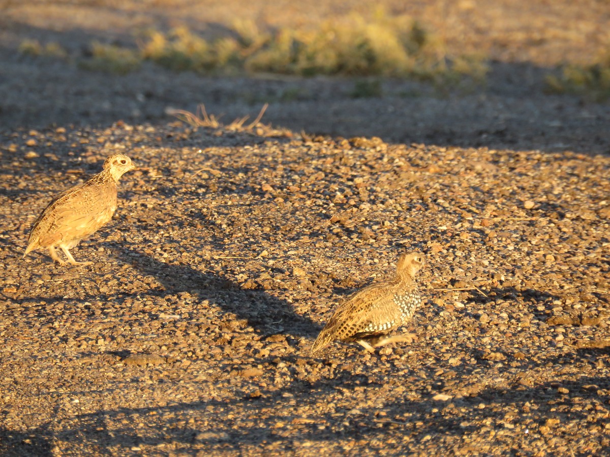 Montezuma Quail - Mara Factor