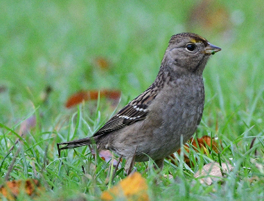 Golden-crowned Sparrow - ML610147743