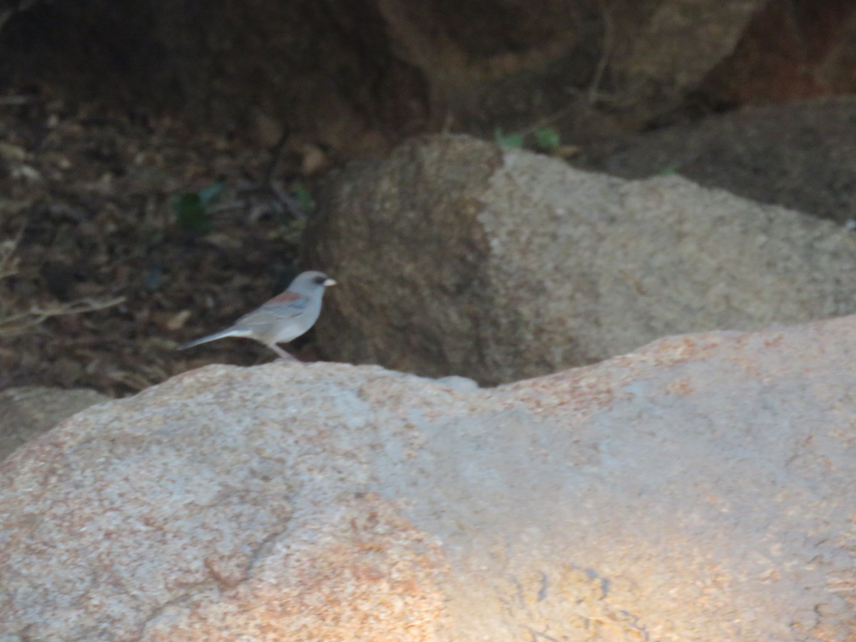 Dark-eyed Junco - ML610147785