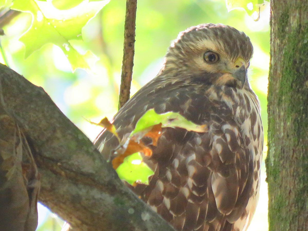 Red-shouldered Hawk - ML610147791