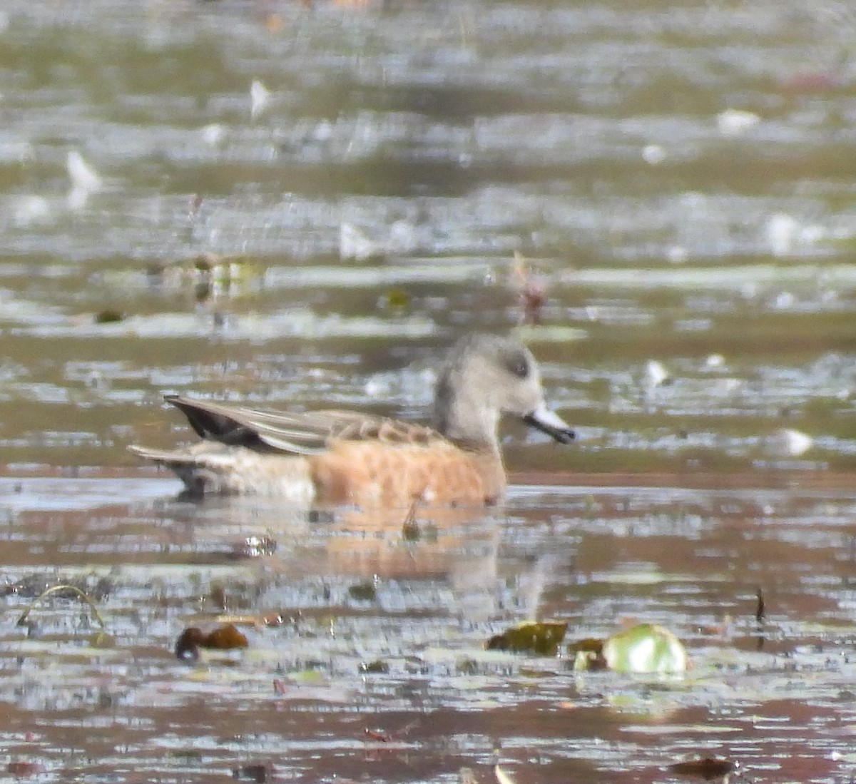American Wigeon - Ted Purcell