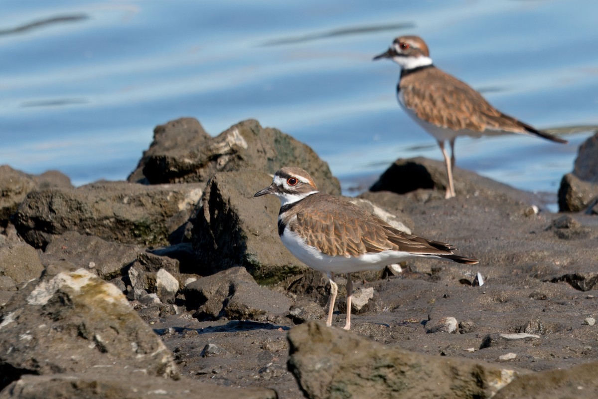 Killdeer - John Rakestraw