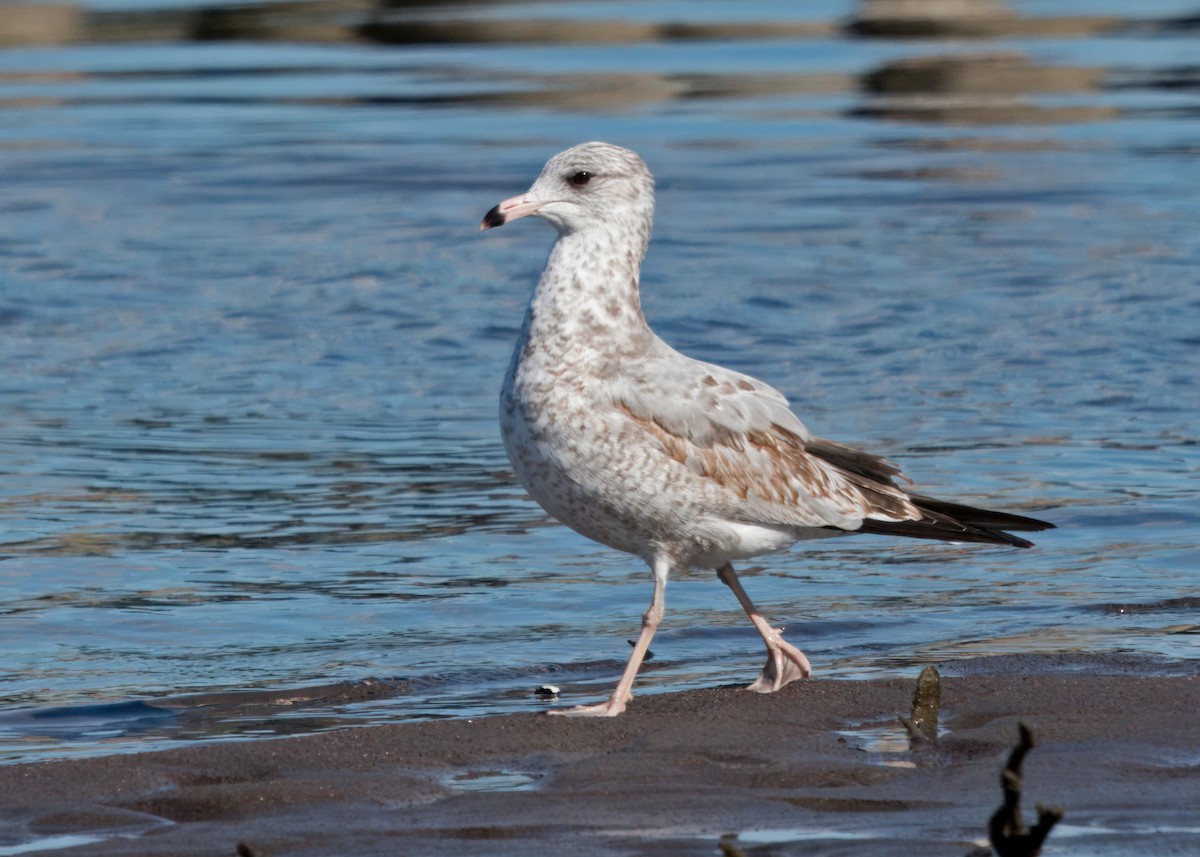 Ring-billed Gull - ML610147861