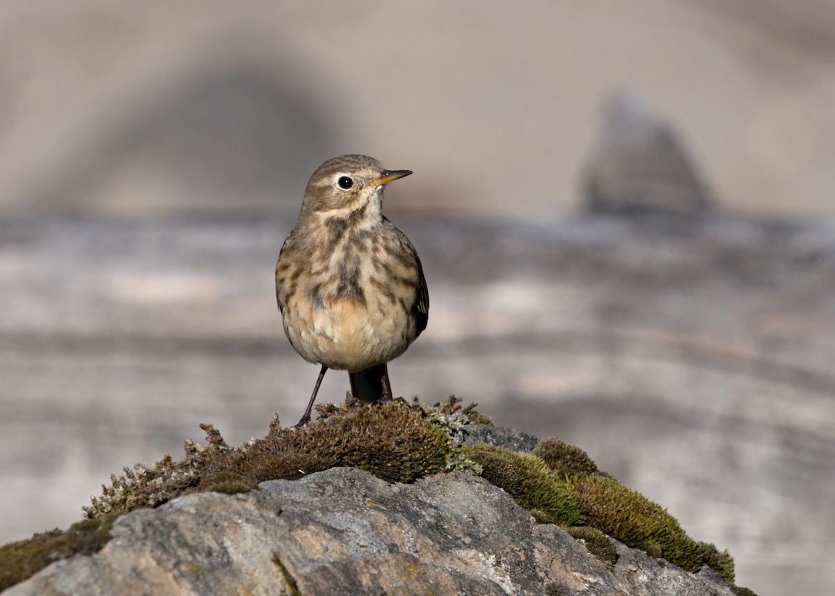 American Pipit - ML610147873