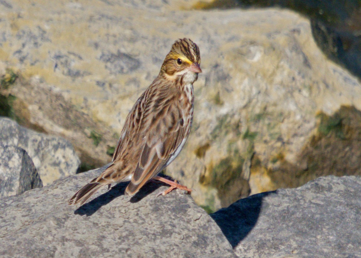 Savannah Sparrow - ML610147882