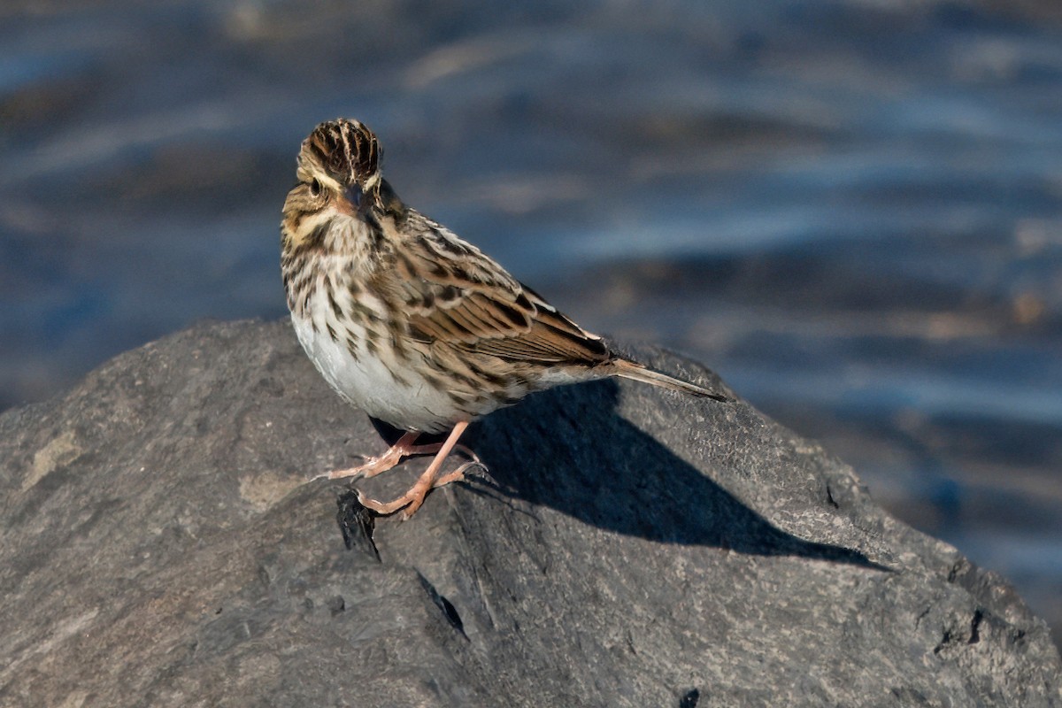 Savannah Sparrow - ML610147884