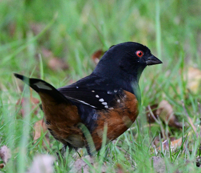Spotted Towhee - ML610147899