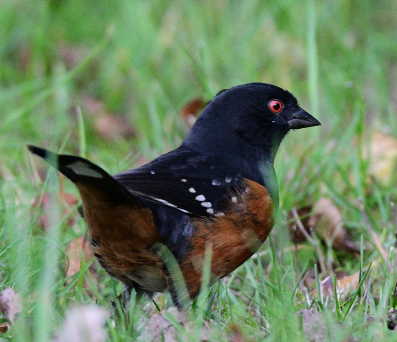 Spotted Towhee - Donny Mekilok