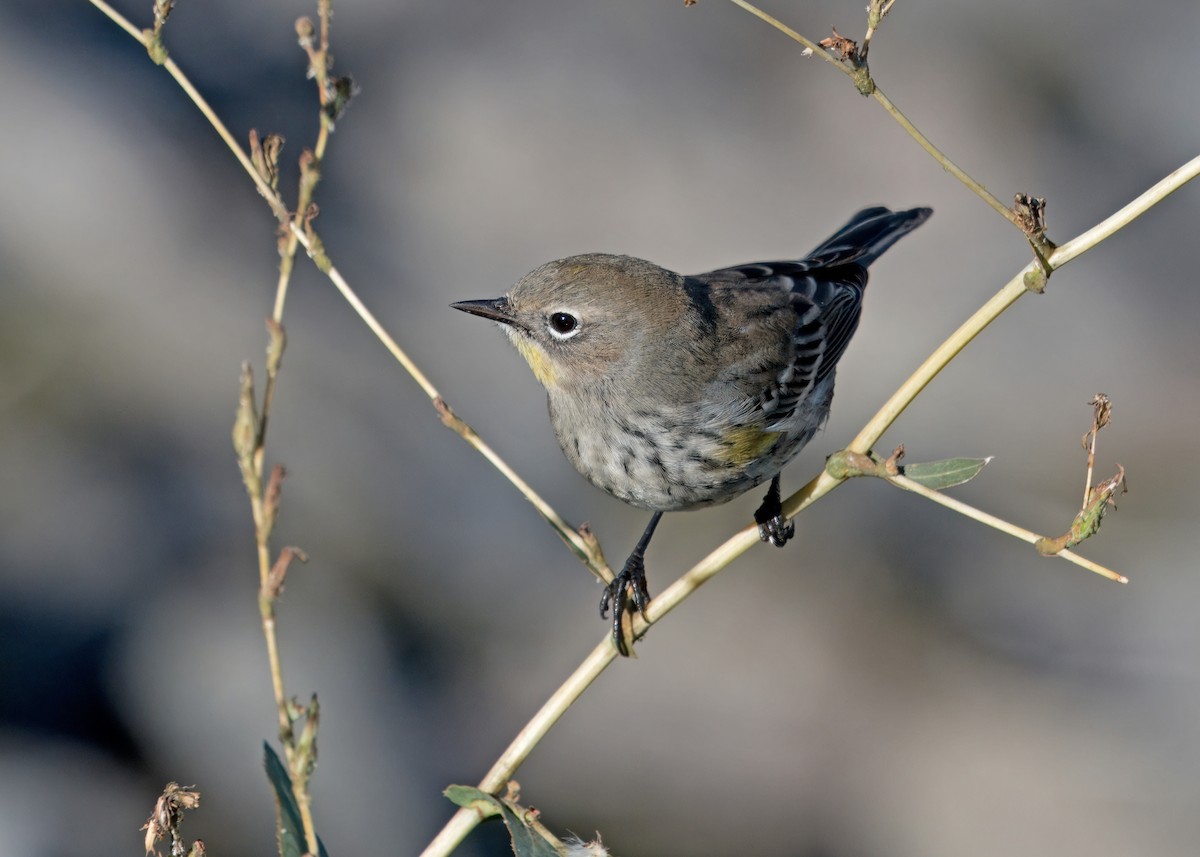 Yellow-rumped Warbler - ML610147900