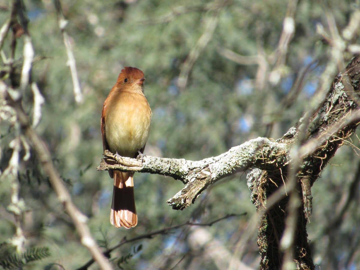 Rufous Casiornis - Alasco López