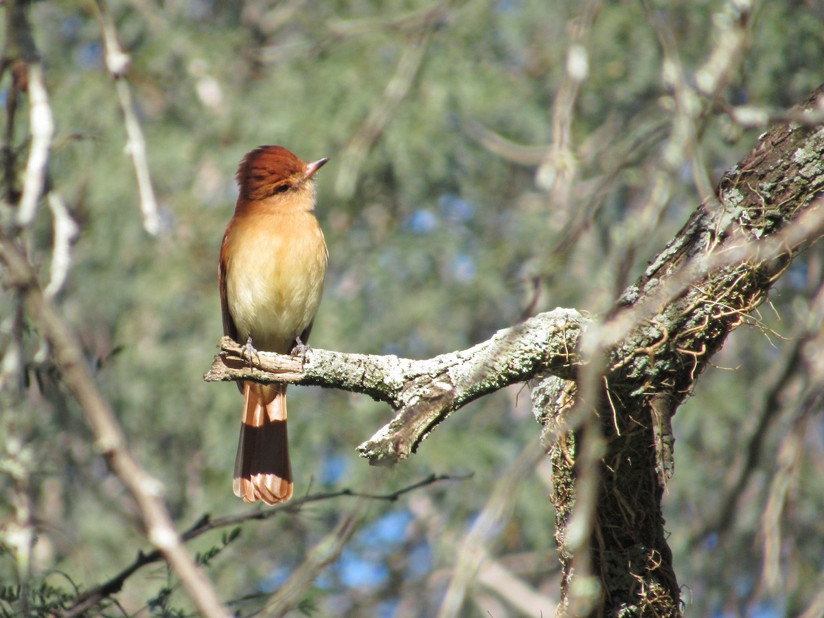 Rufous Casiornis - ML610147930
