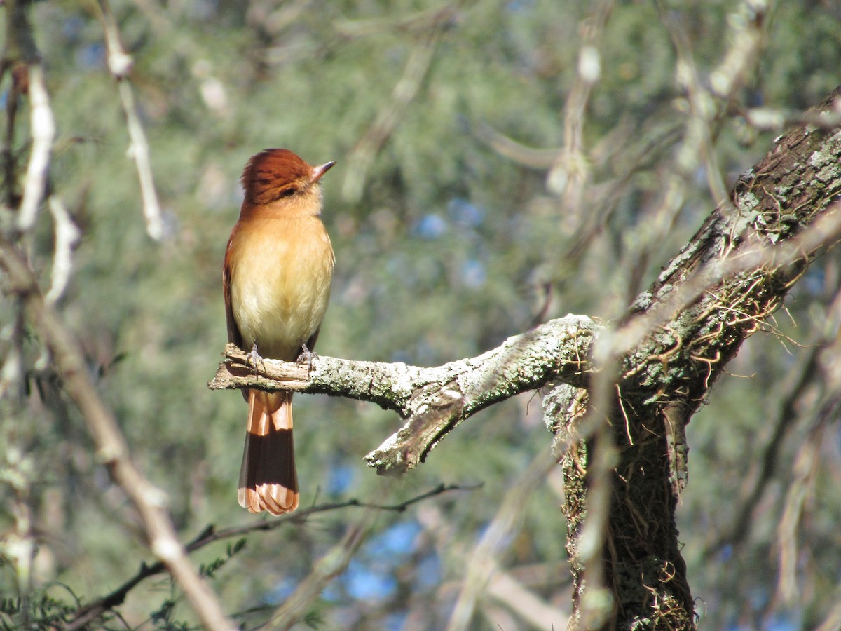 Rufous Casiornis - ML610147930