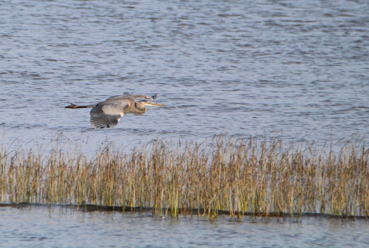 Great Blue Heron - ML610147956