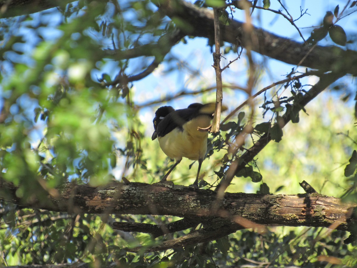 Plush-crested Jay - ML610147968