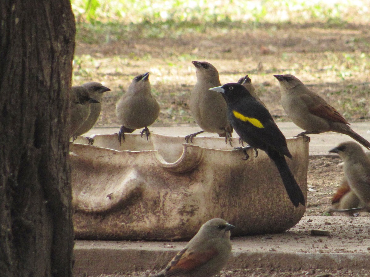 Golden-winged Cacique - Alasco López