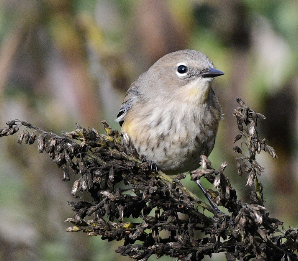 Yellow-rumped Warbler - ML610148071