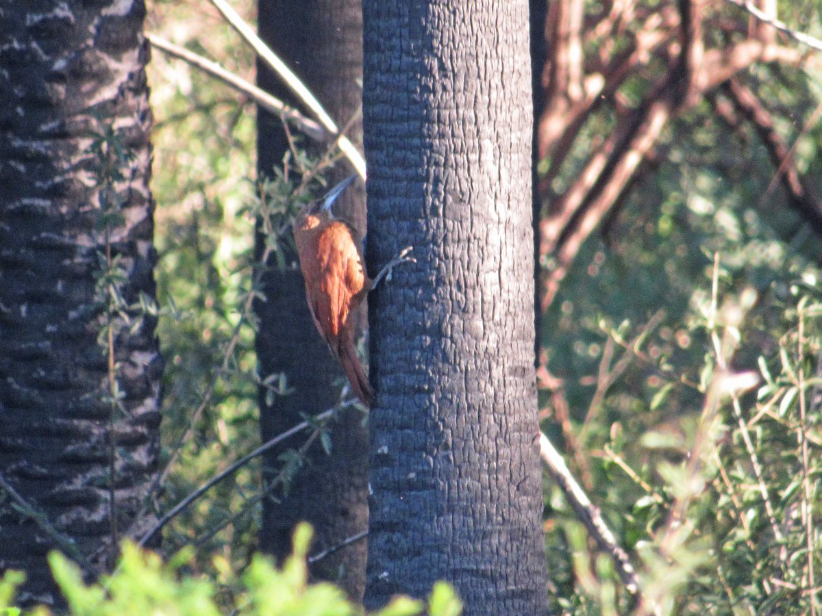 Great Rufous Woodcreeper - ML610148077