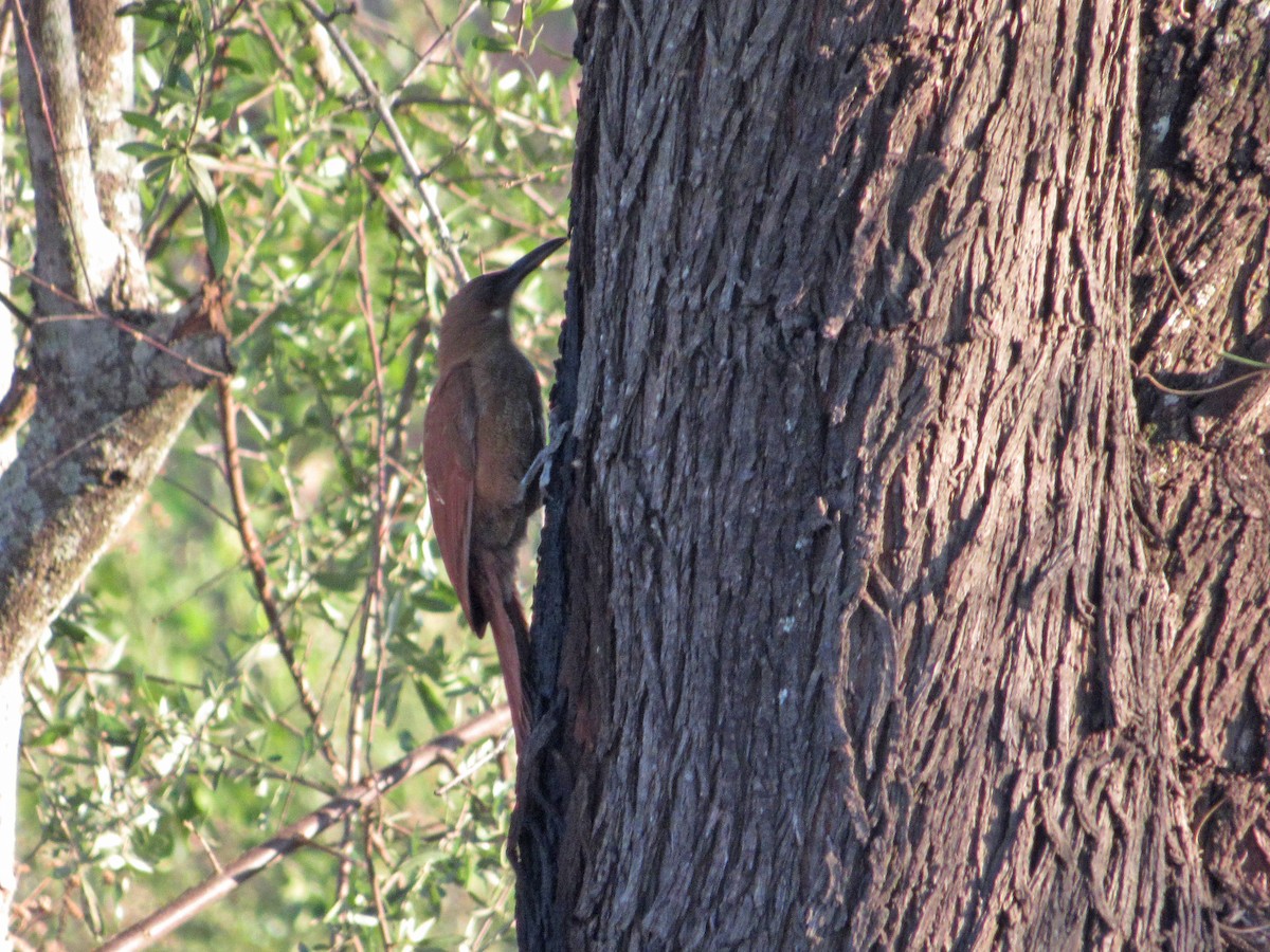 Great Rufous Woodcreeper - ML610148078