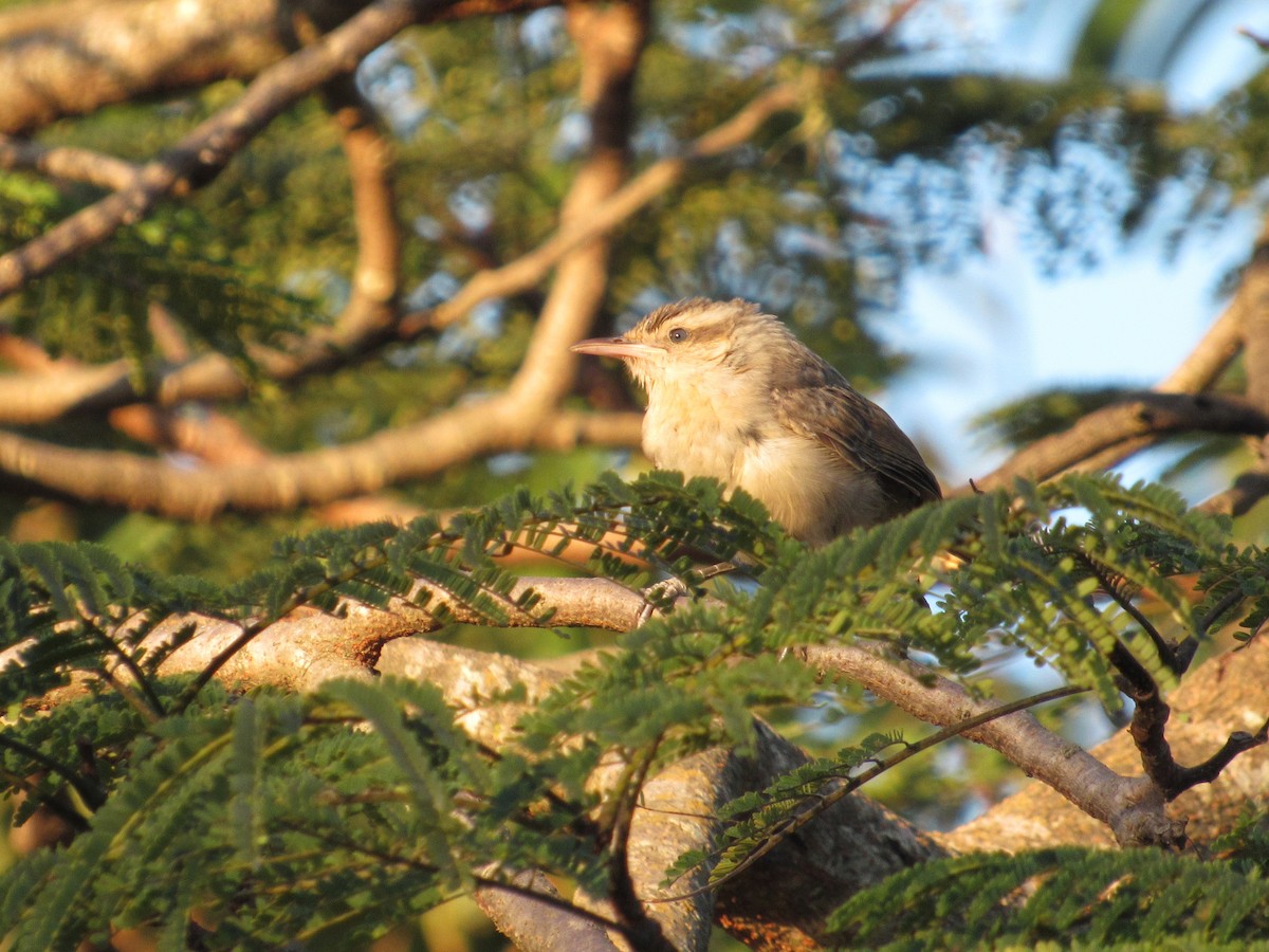 Thrush-like Wren - ML610148092