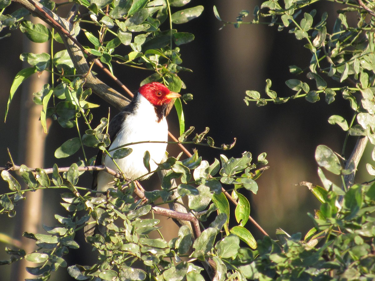 Yellow-billed Cardinal - ML610148104