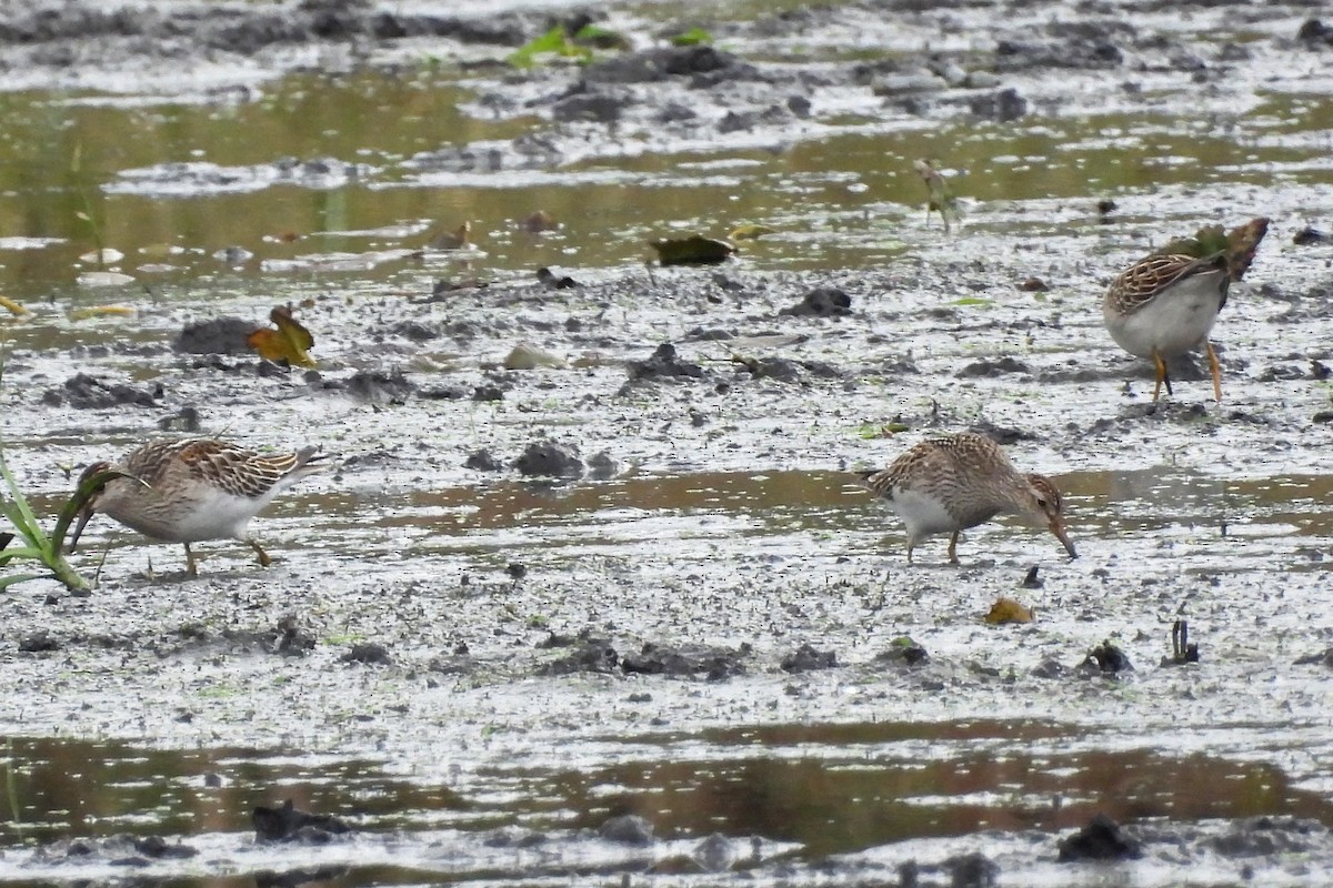 Pectoral Sandpiper - ML610148107