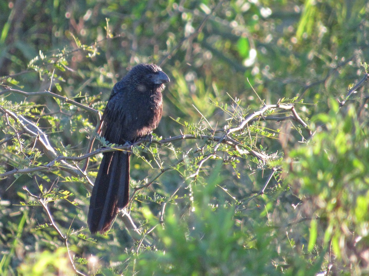 Smooth-billed Ani - Alasco López