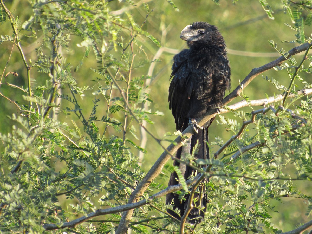 Smooth-billed Ani - ML610148114