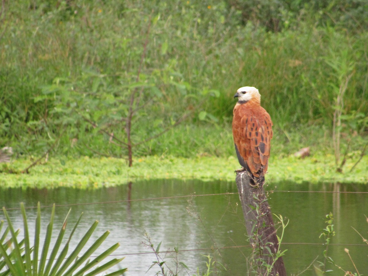 Black-collared Hawk - ML610148257