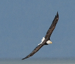 Bald Eagle - ML610148267