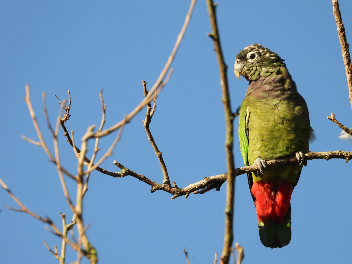 Scaly-headed Parrot - ML610148362