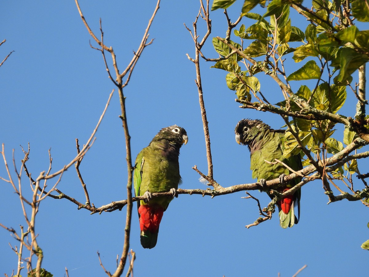 Scaly-headed Parrot - ML610148363